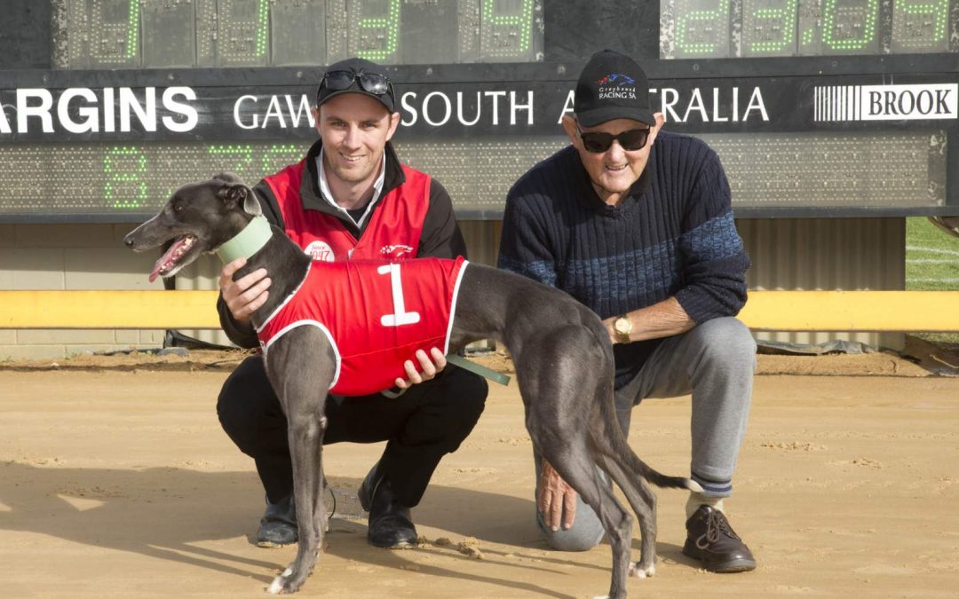 Gawler Greyhounds- G-Six racing