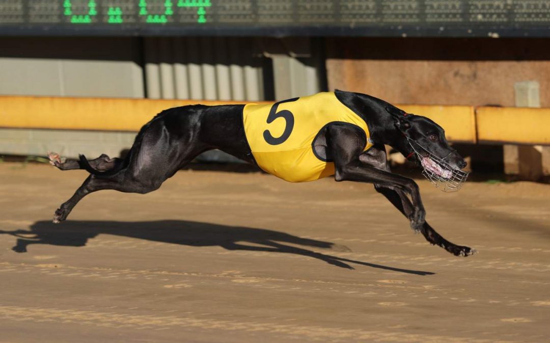 Golly Gum Drops Makes it 2 from 2 at Gawler for Adam Manton