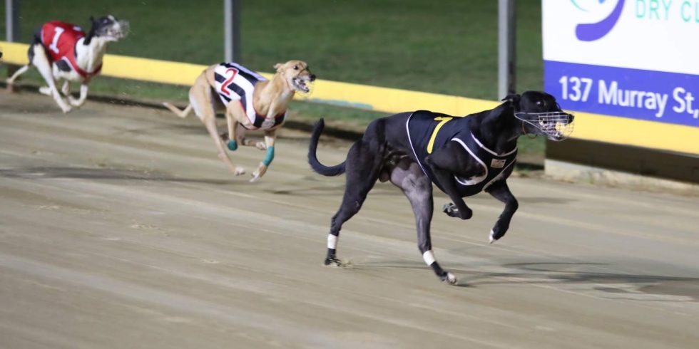 A brilliant Toby West takes out the Open series final | Gawler Greyhounds