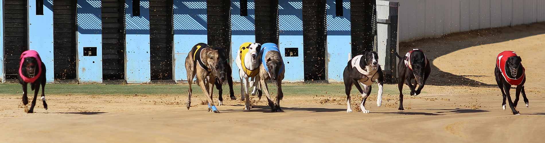 Greyhound racing at Gawler